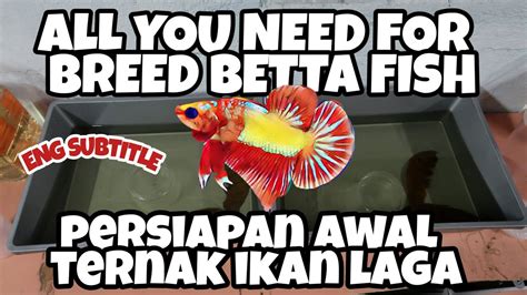 Also called siamese fighting fish, this vibrant and exotic freshwater species is well known to be aggressive with other fish in their tank, attacking and eating anything perceived as a threat. Persiapan ternak ikan laga // breed betta fish // eng sub ...
