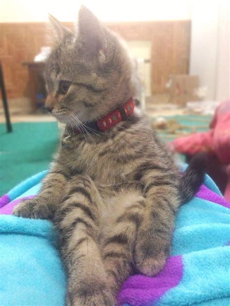 21 Funny Photos Of Cats Sitting Awkwardly The Last One Totally Cracked