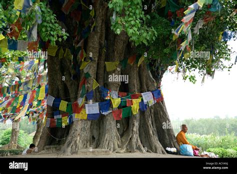 The Sacred Bodhi Tree Lumbini Birthplace Of Lord Buddha Nepal Stock