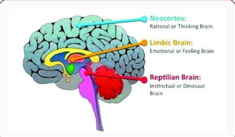 Reptilian Limbic Brain And Neocortex Download Scientific Diagram