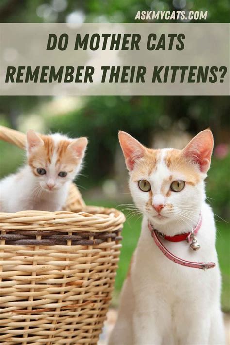 Do Mother Cats Remember Their Kittens In 2021 Kittens Cat Parenting