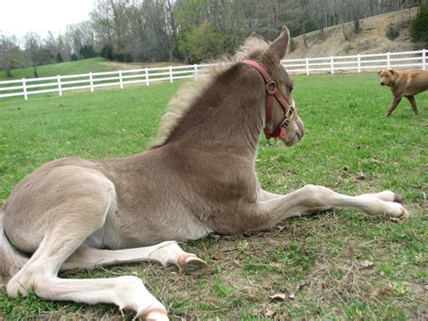 Silk Sidewinder Split Ridge Farm Rocky Mountain Horses