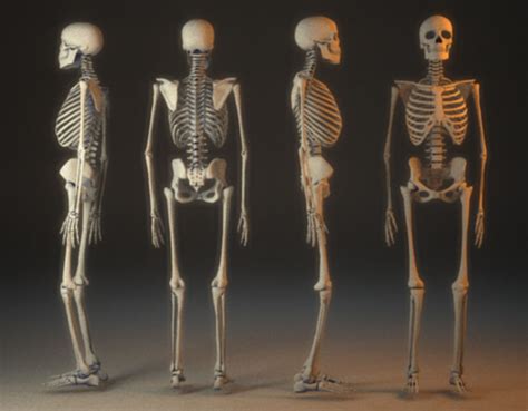 Skelett 3d Modell 3d Model Skeleton Rigged