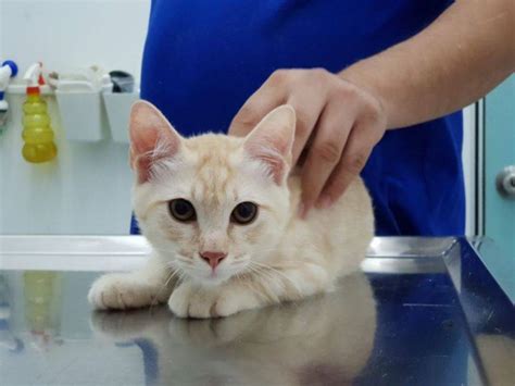 Die kastration beim rüden ist unter hundehaltern ein häufig diskutiertes thema. 30 HQ Photos Ab Wann Kater Kastrieren : Katzen Kater ...