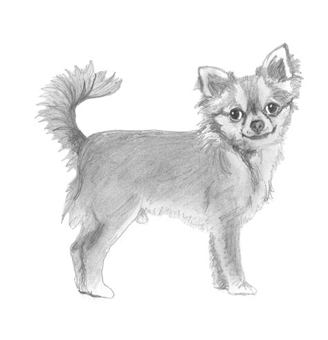 Let me know what size you'd like and i'll get straight. Dog sketches - Pencil drawings of dogs
