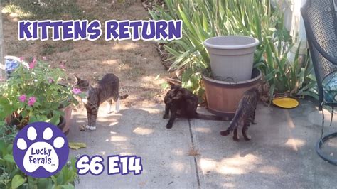 Kittens Return And Fawns Want Breakfast S6 E14 Lucky Ferals Cat Videos