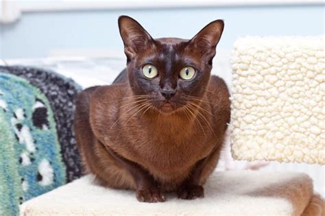 Burmese Cat Info Personality Kittens Pictures