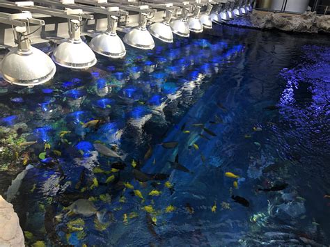 Top 4 Fascinating Stops On The Georgia Aquarium Behind The Scenes Tour