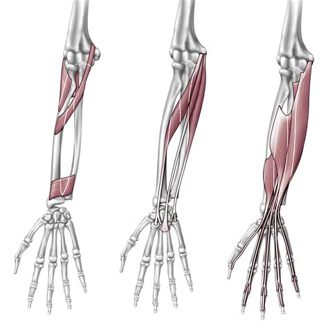 A very slight change in the length of the biceps causes a much larger movement of the forearm and hand, but the force applied by the biceps. Diagram Of The Muscles In The Forearm : Muscles Of The Upper Limb Boundless Anatomy And ...