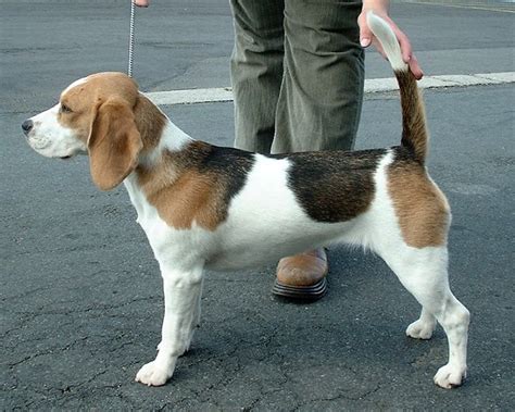 Beagle Dog Breed And Photos And Videos List Of Dogs Breeds
