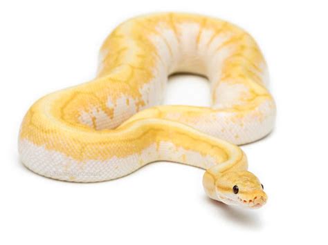 Rainbow Banana Morph List World Of Ball Pythons