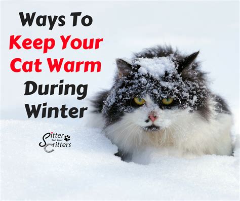 How To Keep Your Cat Warm Pet Sitting Dog Walking Overnights