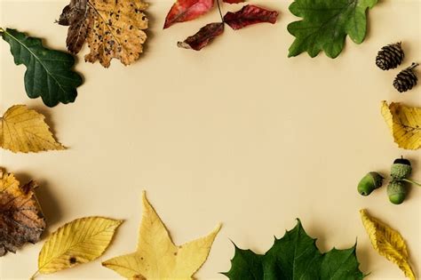 Free Photo Beautiful Autumn Leaves On Pastel Background