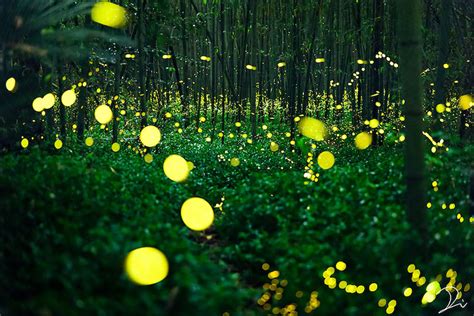 The Firefly In Japans Kyushu Island So Captivating And аmаzіпɡ Its