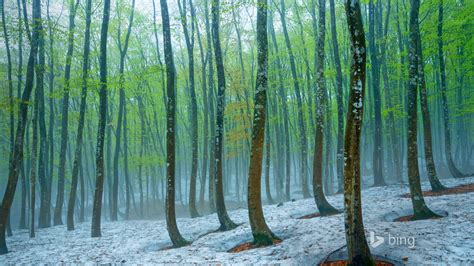 Floresta De Faia Perto De Tokamachi Japan 2016 Bing