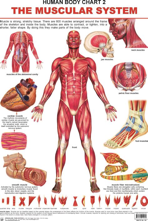 Skeletal Muscle Anatomy Human Body Anatomy Human Muscular System