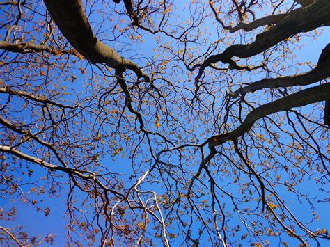 Free Images Tree Nature Branch Blossom Winter Sky Sunlight