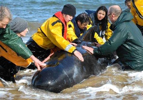 Whale Rescue Drama On East Ross Shore
