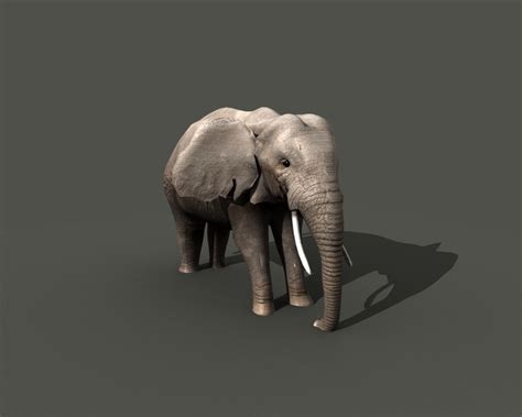 African Elephant 3d Model Rigged Cgtrader