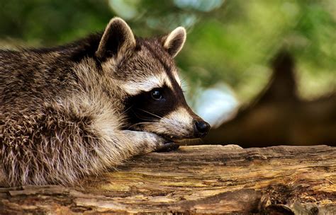 Raccoons are intelligent and agile animals that live throughout north america. How to keep raccoons out of my yard ...