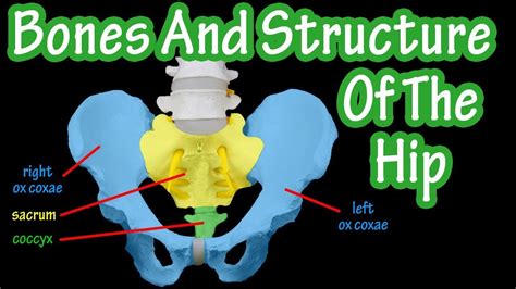 Bones Of The Hip Structure Of The Hip Pelvic Girdle Anatomy Bones