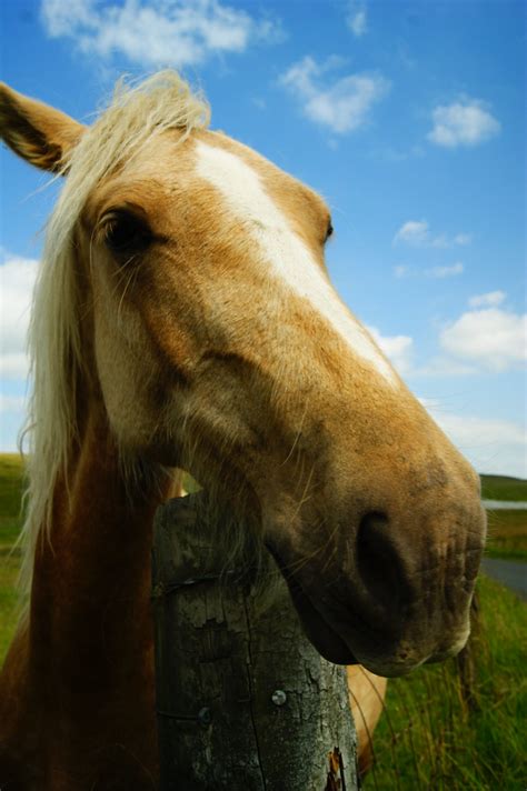 Horse Face A Nice Coloured Horse I Met Today Simon Harrod Flickr
