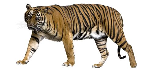 We did not find results for: Tiger PNG images