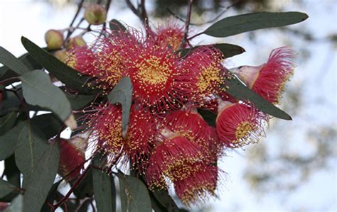 Holly Flower Red Flowering Australian Native Plants