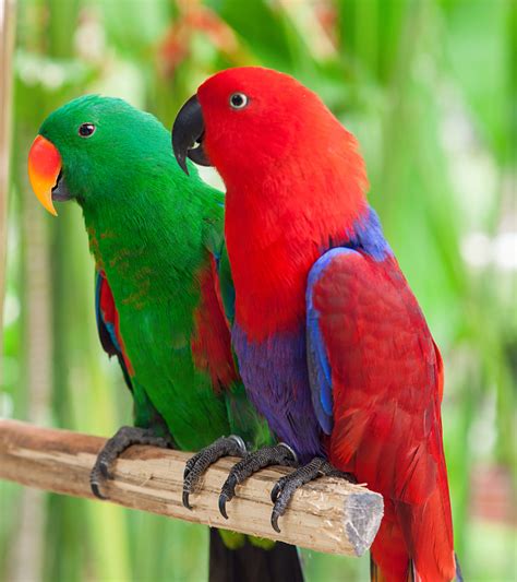 Pair Eclectus Parrots Proven Pair Fly Babies Aviary