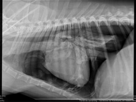 We did not find results for: Lebensbedrohliches Emphysem | Tierklinik Ismaning