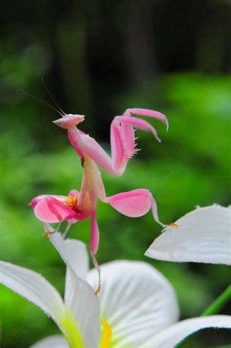 Hymenopus coronatus, that's right, orchid mantises! Orchid Mantis (Hymenopus coronatus) - Caresheet, ootheca ...