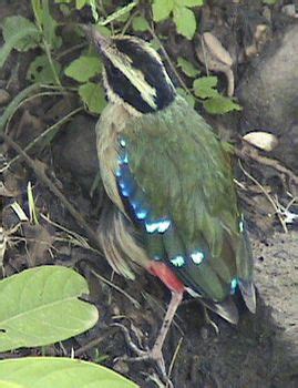African Or Angolan Pitta Pitta Angolensis By MarcellC Musanze Angolan
