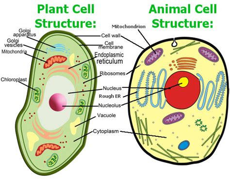 5 Plant And Animal Cell Comparison Images In Biological Science Picture