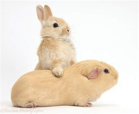 Pets Young Bunny Leaning On Yellow Guinea Pig Photo Wp38429