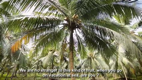 ដំណាំចំការដូងនៅប្រទេសថៃ Coconut Farm In Thailand Youtube