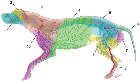 Superficial Cervical Lymph Nodes Dog