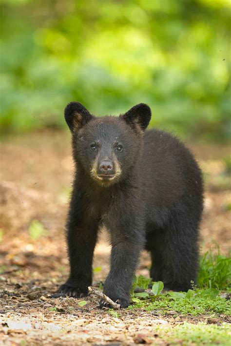 American Black Bear Ursus Americanus Orr Minnesota 18941