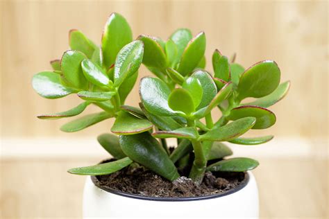 What To Know About Feng Shui Money Plants