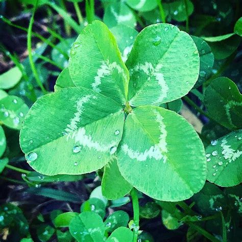 I Think This Is One Of The Largest Four Leaf Clovers Ive Found