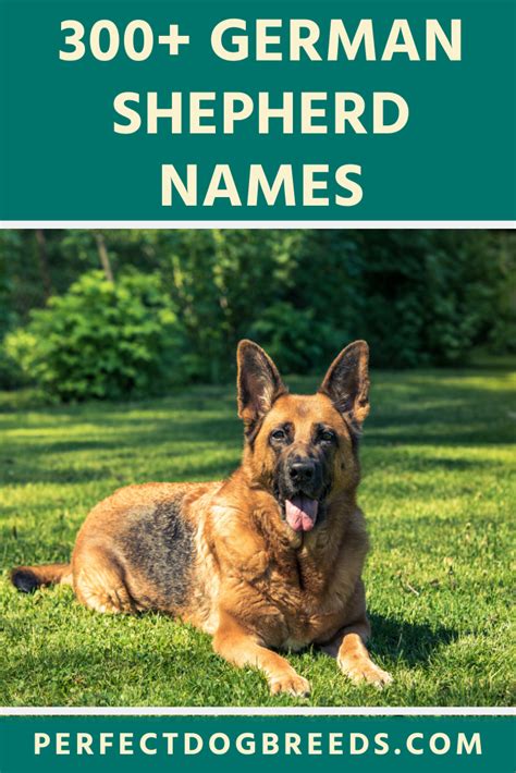 German Shepherd Names German Shepherd Names Dog Names German