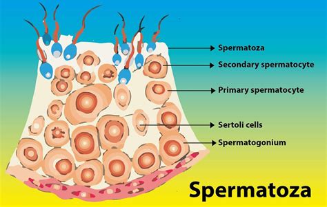 Which Hormone Controls Spermatogenesis
