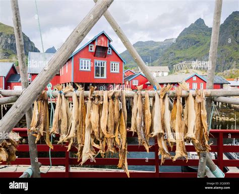 Drying Stockfish Cod In Authentic Traditional Fishing Village With