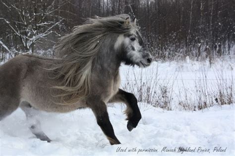 afbeeldingsresultaat voor highland pony coat color highland pony pony horses