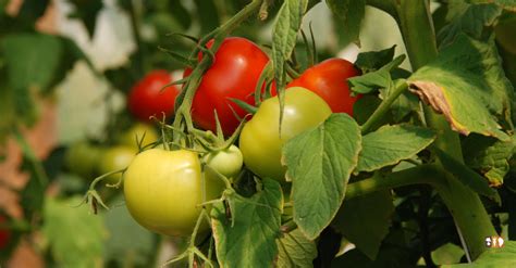 How To Fertilize Tomato Plants The Kitchen Garten