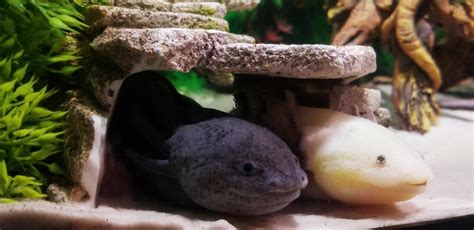 My Two Dudes Enjoying Their Cave They Chill Here A Lot Raxolotls