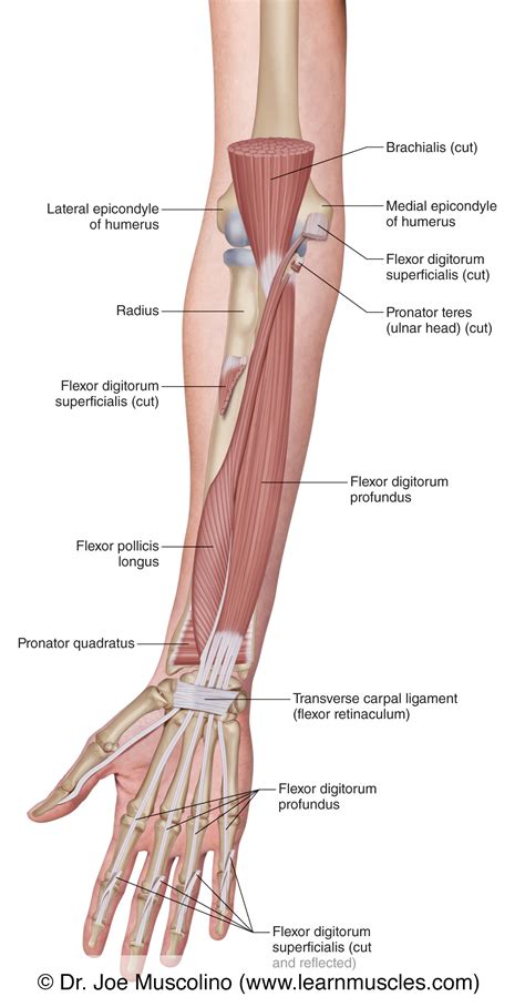 Muscles Of The Anterior Forearm Deep View Learn Muscles
