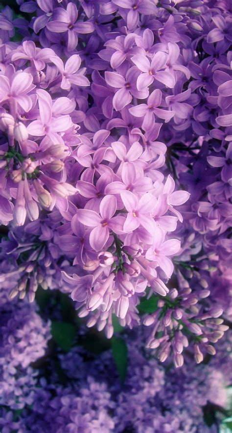 🖤 Pastel Purple Flower Aesthetic - 2021