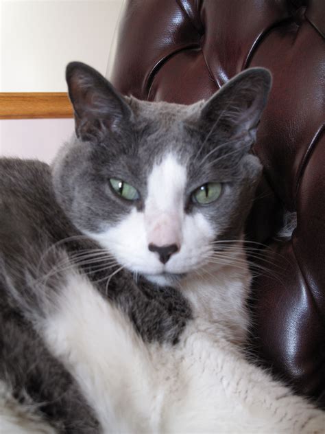 A Gray And White Cat Laying On Top Of A Brown Leather Chair With Green Eyes