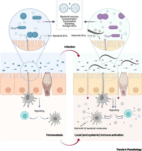 Gut Microbiota Derived Extracellular Vesicles Overlooked Mediators In