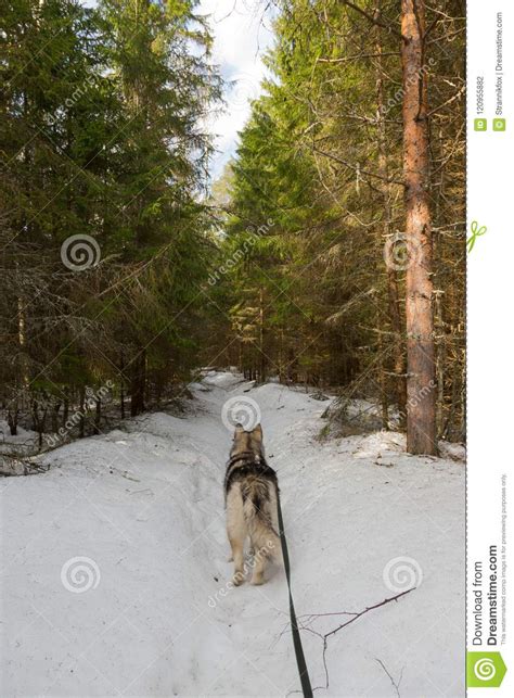 Dog Breed Alaskan Malamute In A Snowy Forest Stock Photo Image Of